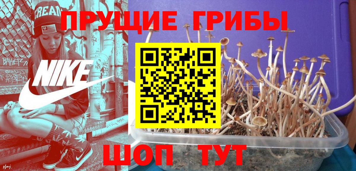 Рубцовск  купить наркотик  Вход с VPN  Псилоцибиновые грибы Psilocybe  Галлюциногенные грибы мухоморы 